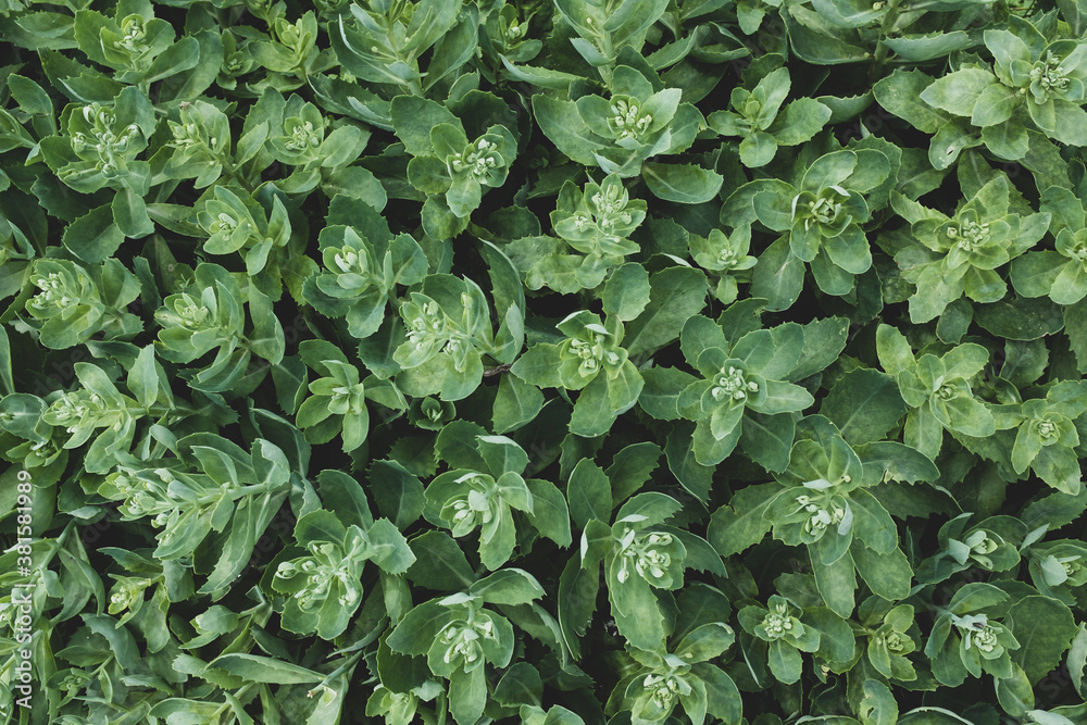 Organic ecology pattern. Macro leaf background Organic ecology pattern. Macro leaf background