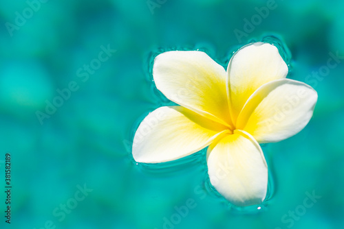 青いプールに浮いている白いプルメリアの花 © Mitsuru Kumazawa