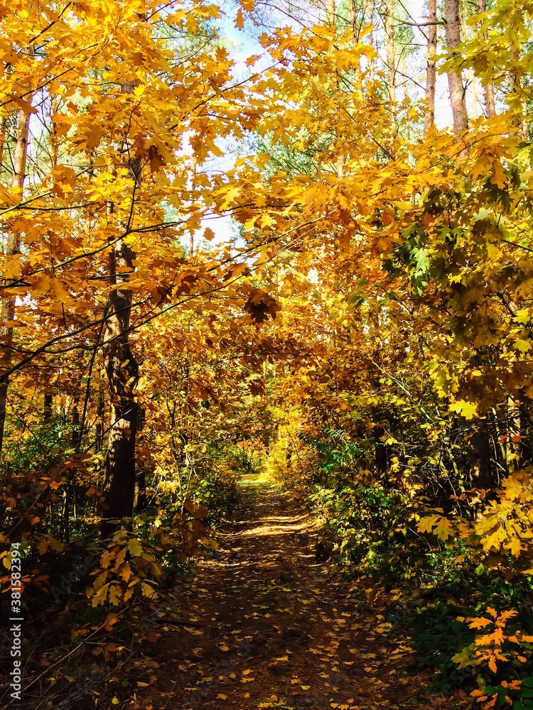 Obraz premium autumn in the forest