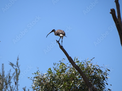 Straw necked Ibis (Threskiornis spinicollis) standing on dead treebranch