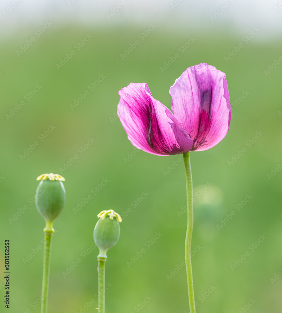 row of purple breadseed poppy (Papaver somniferum) flowers and capsules