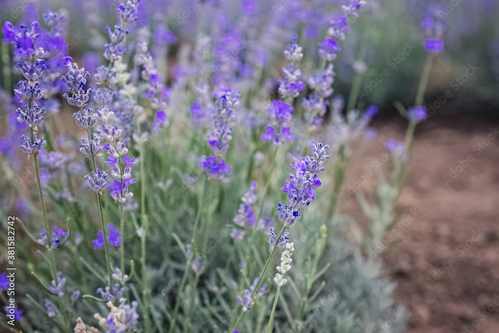 Obraz premium Blooming lavender flowers close-up.