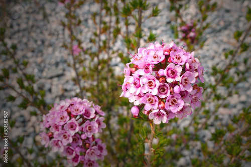 Plumed Featherflower (Verticordia plumosa) - a myrtle shrub endemic to Western Australia photo