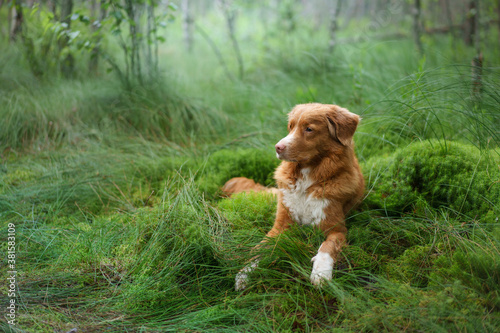 dog lies on emerald moss in the forest. red Nova Scotia Duck Tolling Retriever in nature. 