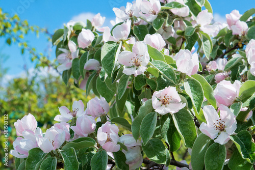 Fototapeta Naklejka Na Ścianę i Meble -  Spring floral background. Blooming quince tree with white flowers. Blooming quince branch - Cydonia oblonga