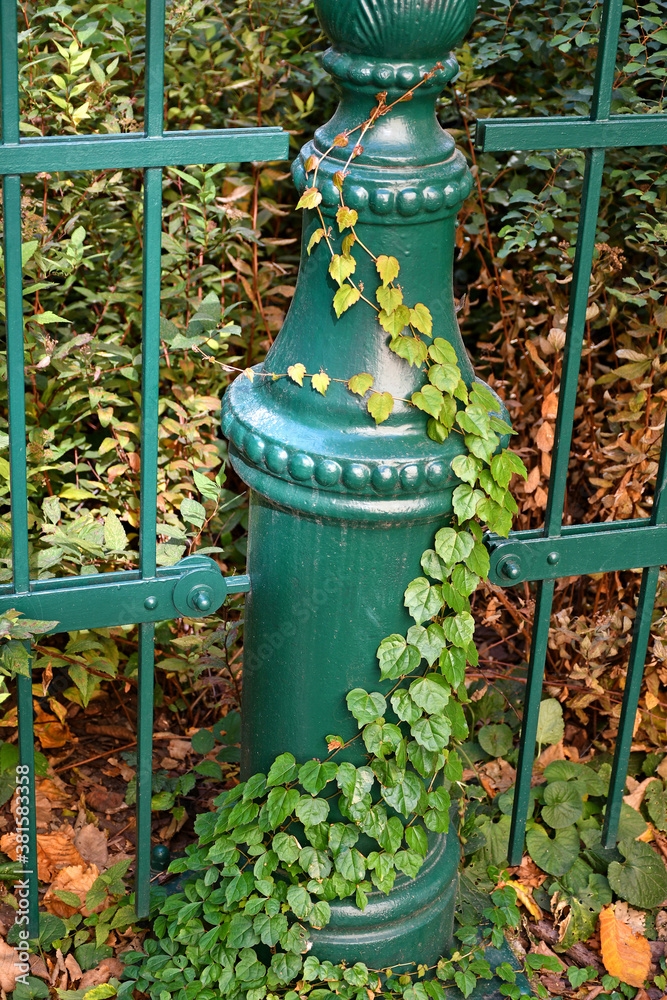 Green metal ornate fence with climbing plants Green metal ornate fence with climbing plants