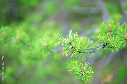 Closeup of fresh green long pine needles