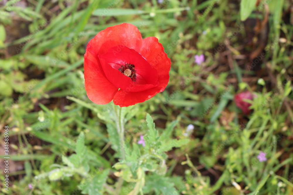 Red poppies blooming on a summer meadow Red poppies blooming on a summer meadow