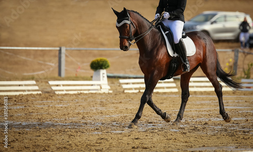 Dressage horse at a strong trot in a dressage test, photographed with space for text on the left..