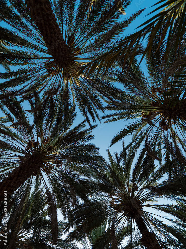 Palm trees at a date plantation in Al Ula, western Saudi Arabia Stock ...