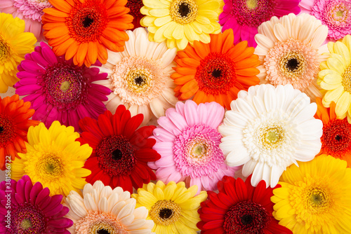 background of gerbera flowers closeup