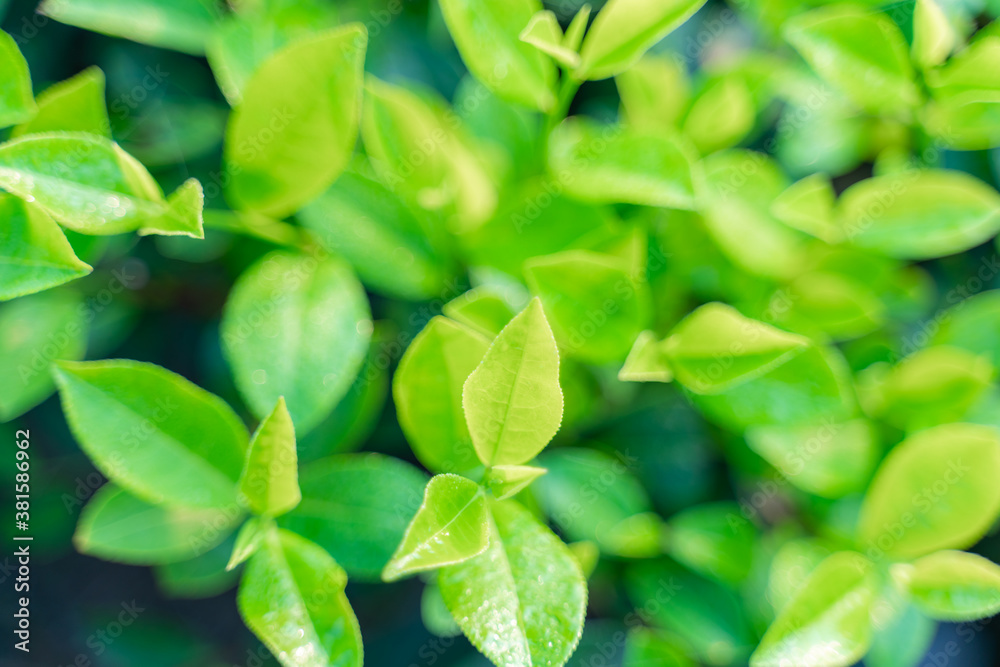 Fototapeta premium Green tea buds and leaves at early morning on plantation