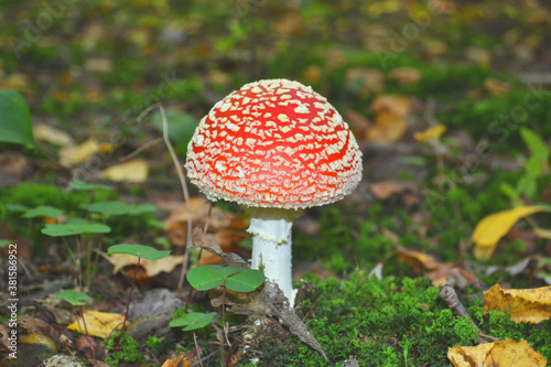 Amanita Muscaria in the Autumn Forest