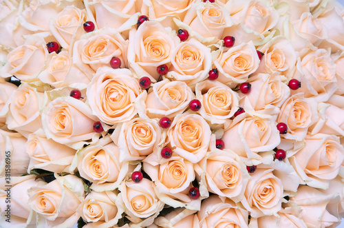 close-up of Cream pastel rose with red berries