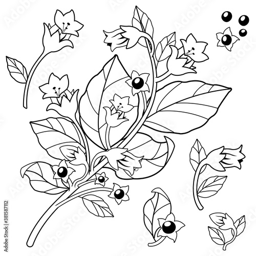 Belladonna plant. Vector black and white illustration