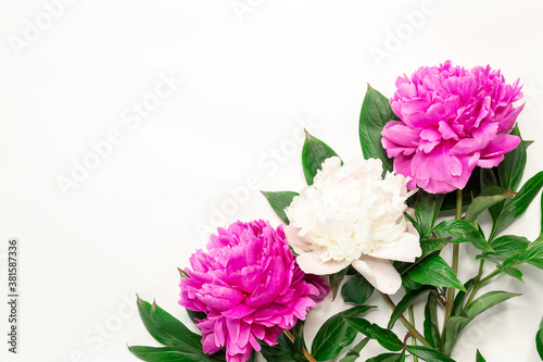 Pink and white peonies on white background. Top view, copy space