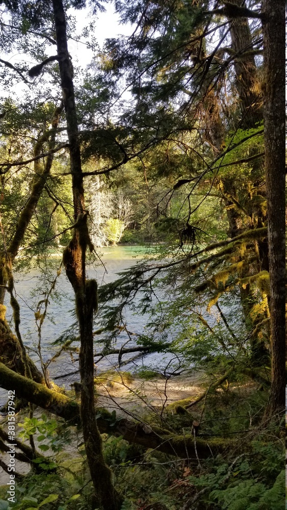 trees in the forest