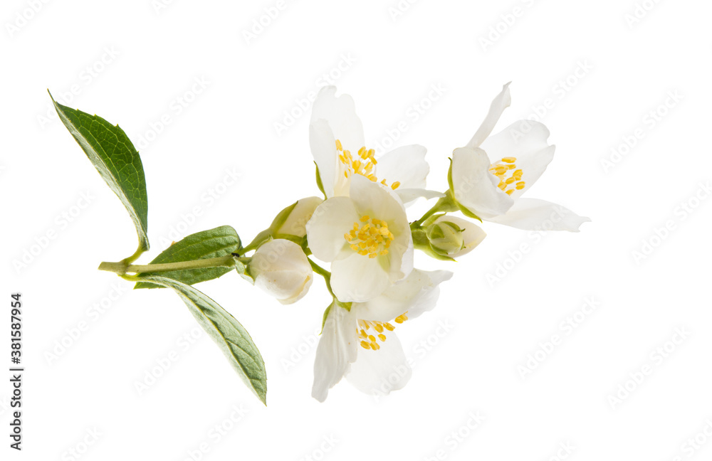 branch with jasmine flowers isolated