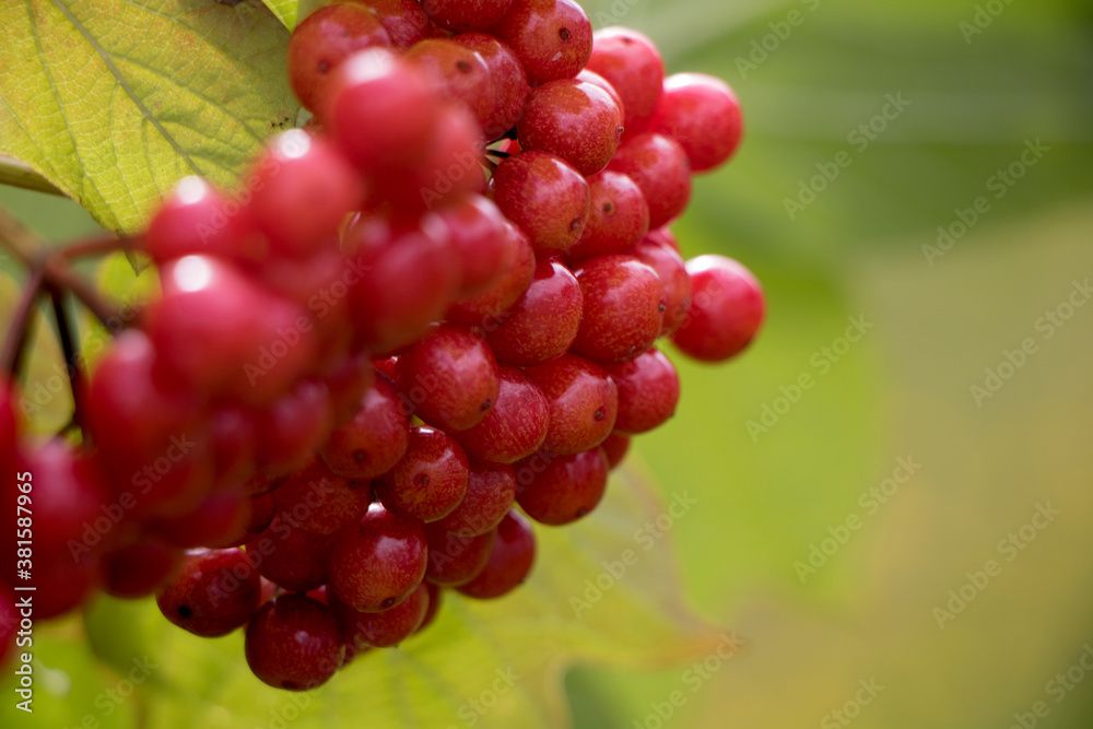 Fototapeta premium Red viburnum berries on a branch with green and orange leaves. Autumn berries. 