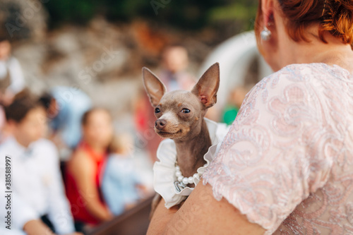 A toy terrier dog in the hands of the owner in a crowded place with a shallow depth of field.
