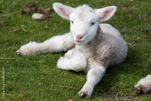 Newly born lamb