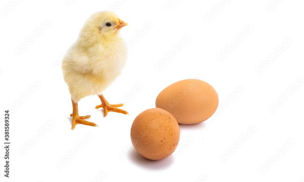 little chicken isolated little chicken isolated