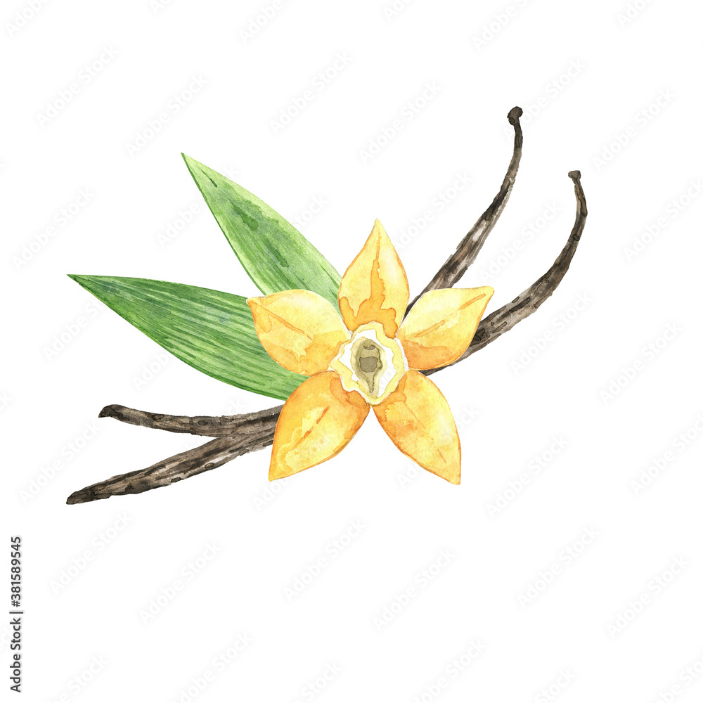 Watercolor vanilla flower with pods and leaves isolated on white. Hand drawn yellow orchid for parfume, packaging design. Natural ingredient and spice for culinary, recipe.