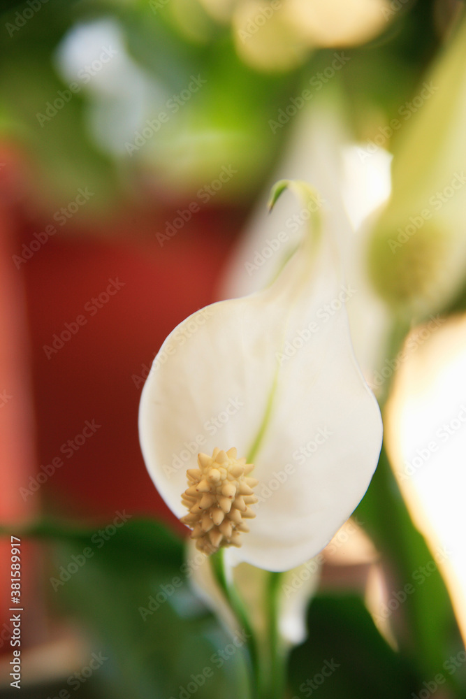 Obraz premium スパティフィラム