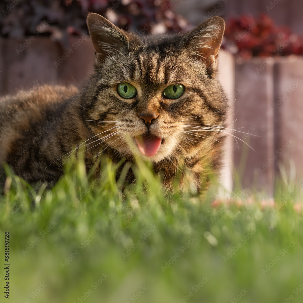 Funny tabby cat sitting on grass and sticking her tongue out