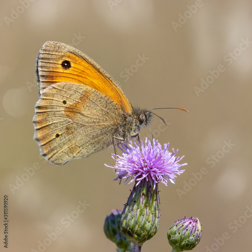 Meadow Brown butterfly on a thistle