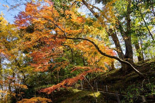 紅葉の秋