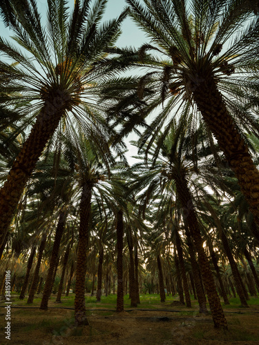 Palm trees at a date plantation in Al Ula  western Saudi Arabia