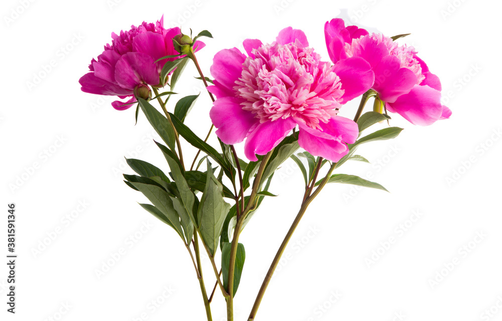 bouquet of peonies isolated bouquet of peonies isolated