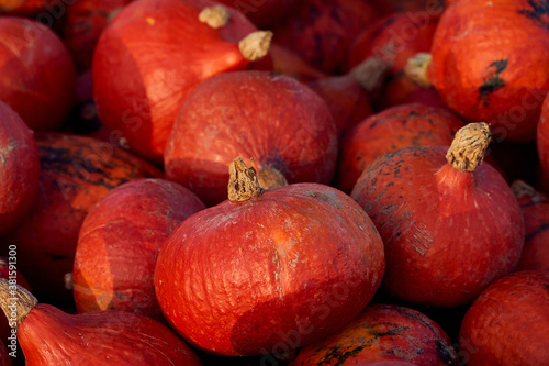 many red hokkaido seasonal pumpkin vegetables