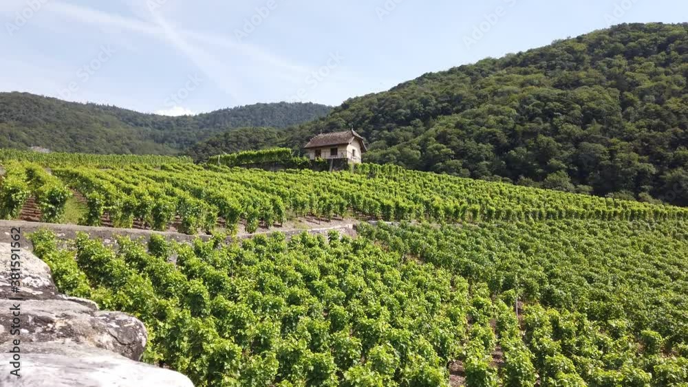 Terraced vineyards of Aigle in Canton of Vaud, Switzerland, Europe. Spectacular scenery of rows of vines growing during the summer. Seasonal background. Wine region with popular tasting tours. Terraced vineyards of Aigle in Canton of Vaud, Switzerland, Europe. Spectacular scenery of rows of vines growing during the summer. Seasonal background. Wine region with popular tasting tours.