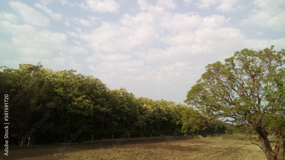 Trees along with Farmland 