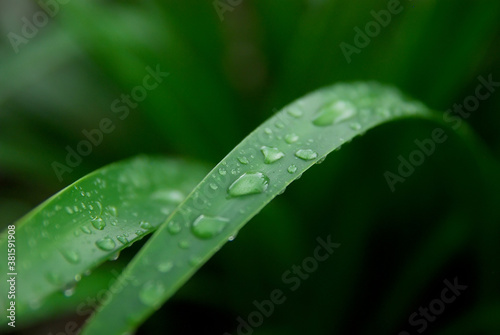 raindrops on green leaves