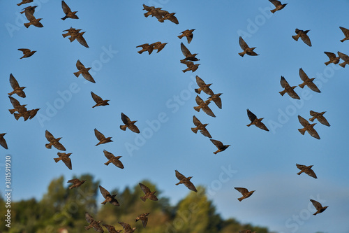 seasonal bird migration of starlings