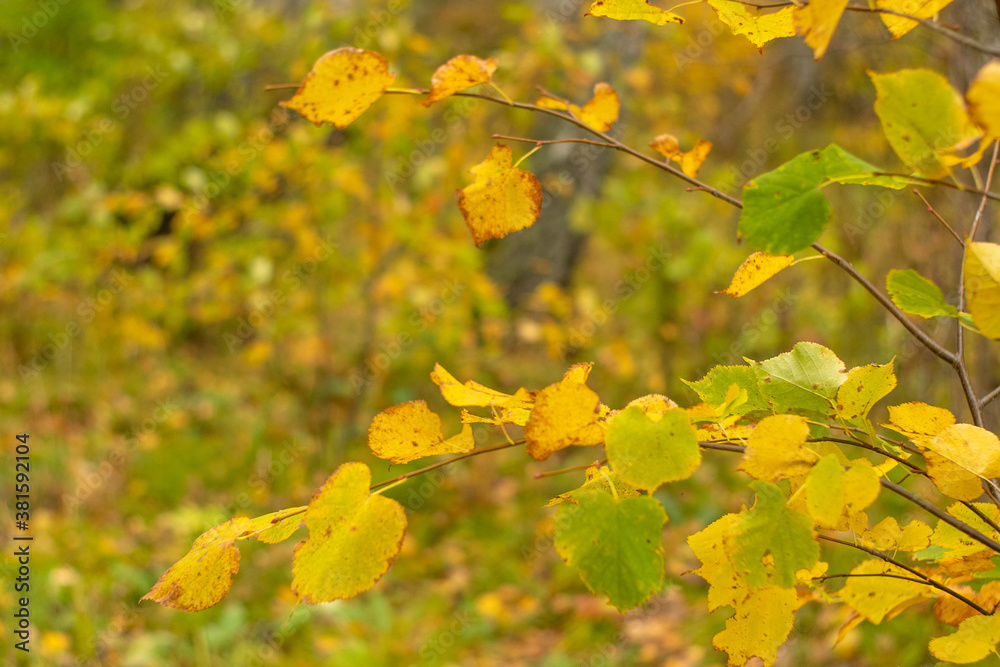 Autumn leaves on a branch. Autumn background with a place for text. Autumn leaves on a branch. Autumn background with a place for text.