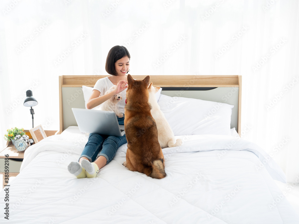 Asian young girl happy to working on laptop device and playing with Japanese Shiba Inu dog and adorable small Maltese productive activity on bed in white bedroom at cozy home