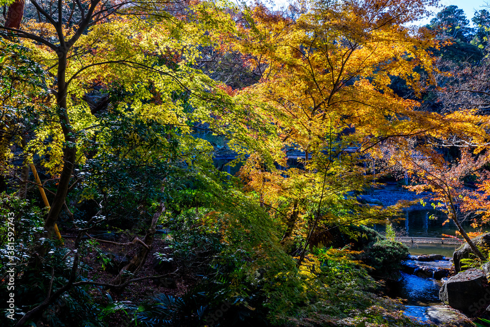 紅葉の秋