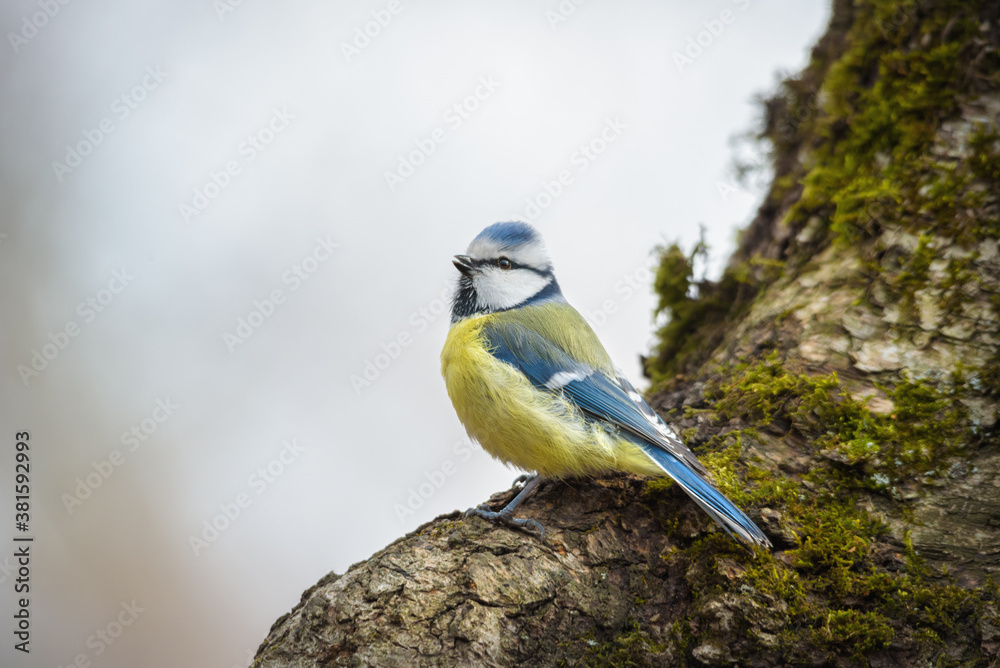 Obraz premium yellow tit