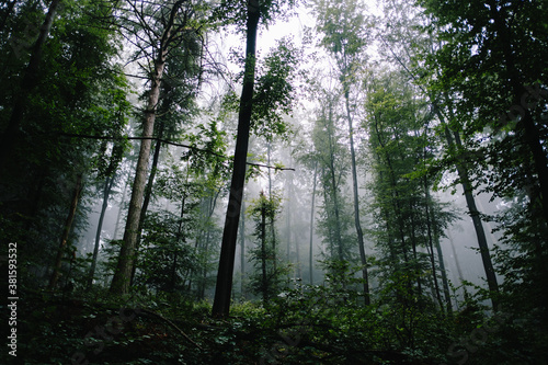 Wundersch  ner Wald im Nebel