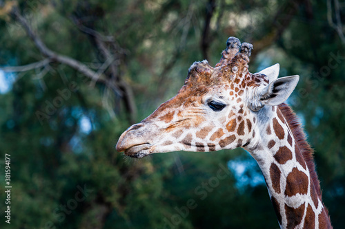 Portrait d une girafe r  ticul  e avec une t  te marrante