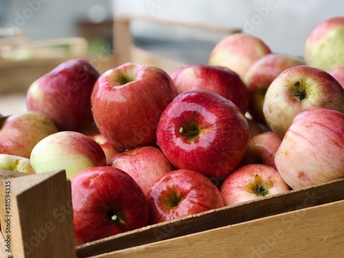 red apples harvest close up