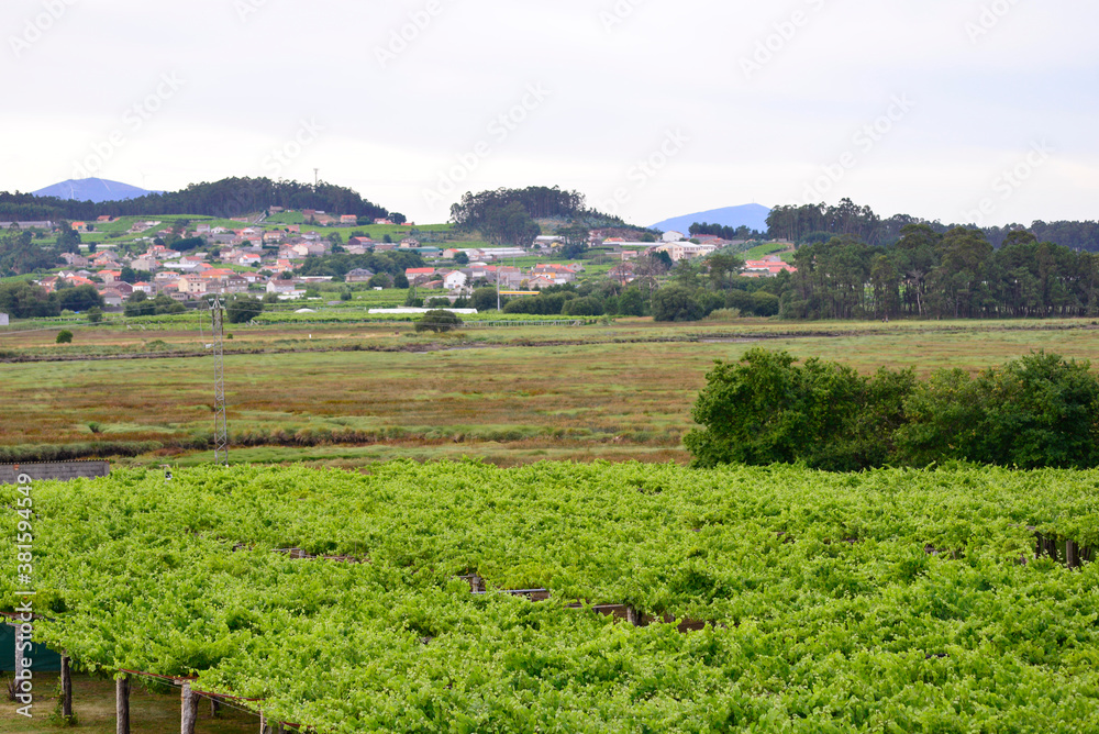 Albariño Rias Baixas white wine vines