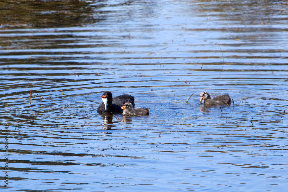Coot with two babies 2 Coot with two babies 2