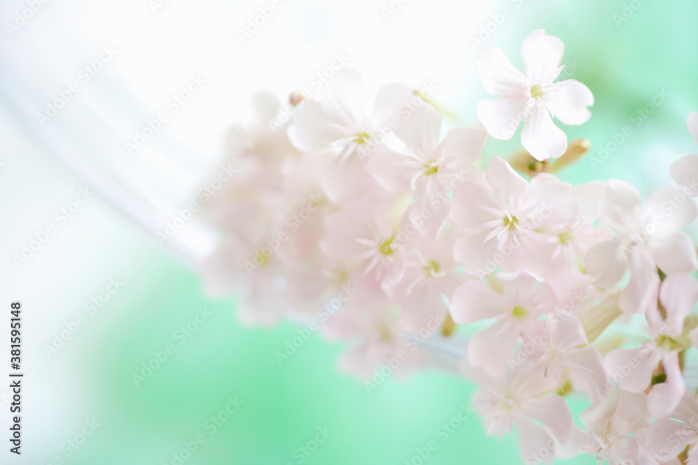 白い花 白い花