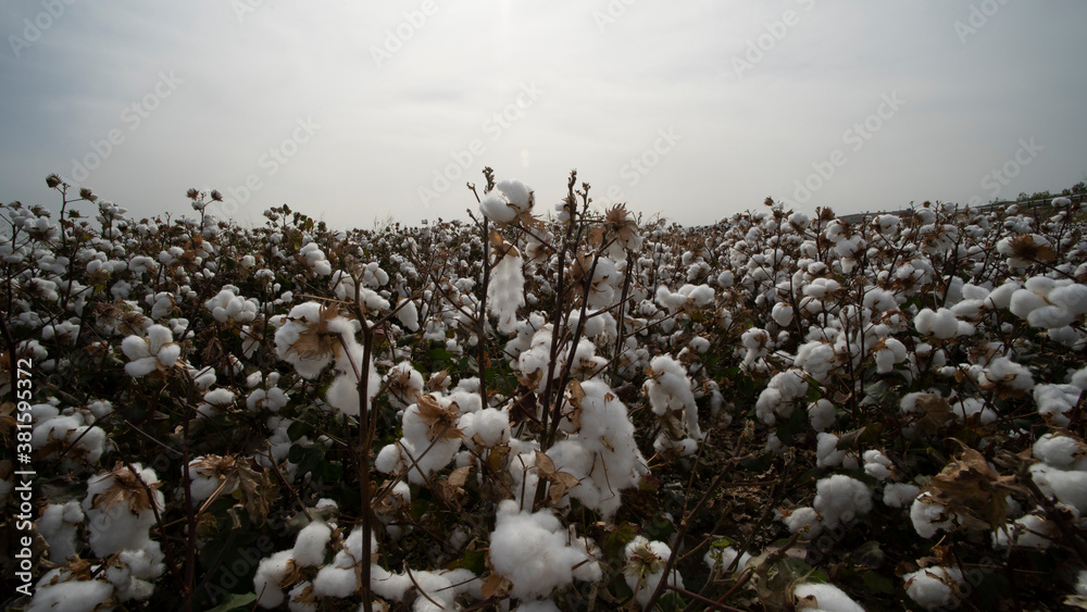 Cotton field background ready for harvest. Cotton field background ready for harvest.
