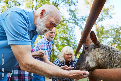 Senioren füttern zusammen Schafe im Tierpark photo